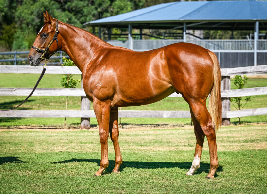 Lot 432: Earthlight (IRE) / Sanadaat