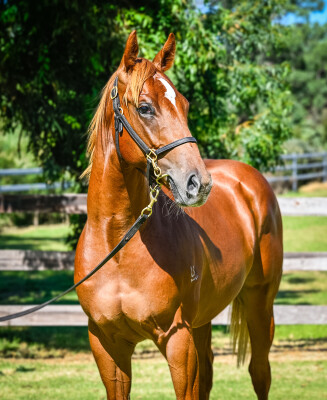 Lot 432: Earthlight (IRE) / Sanadaat