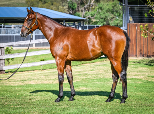 Lot 568: Hanseatic / Ziyadah