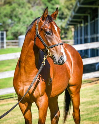 Lot 568: Hanseatic / Ziyadah