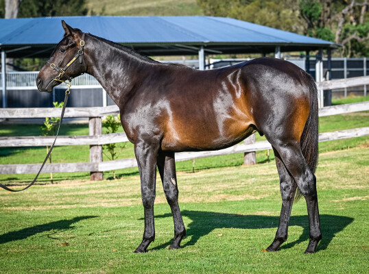 Lot 633: Hanseatic / Ellas