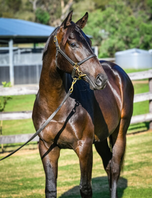 Lot 633: Hanseatic / Ellas