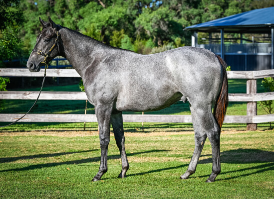 Lot 801: Exceedance / Wild Flyer