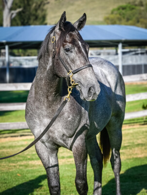 Lot 801: Exceedance / Wild Flyer