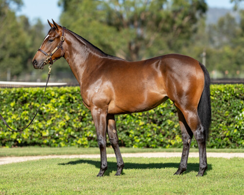 Lot 19: Hellbent / Aimee's Jewel (NZ)