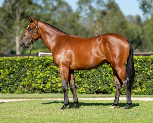 Lot 79: Hellbent / Bonita Aurelia (NZ)