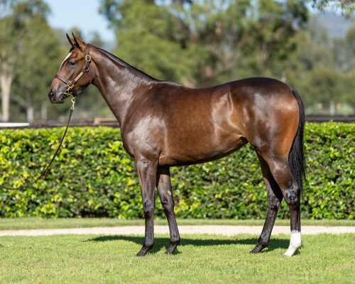 Lot 130: Maurice (JPN) / Defy the Odds (GB)