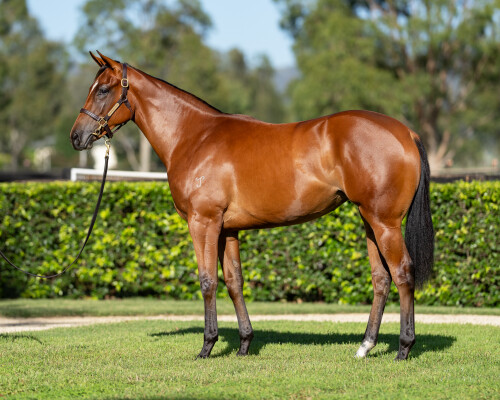 Lot 176: I Am Invincible / Francaletta