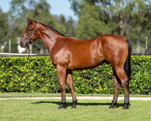 Lot 477: Hellbent / Sognani