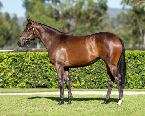 Lot 531: Wootton Bassett (GB) / Tigeen (NZ)