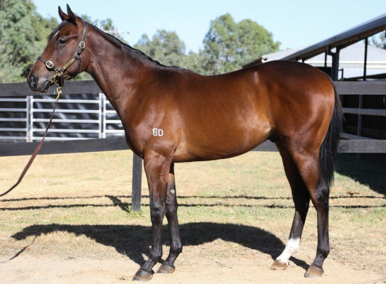 Lot 123: Harry Angel (IRE) / Dancingmiracle