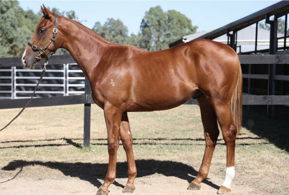 Lot 236: Nicconi / Keep Courting