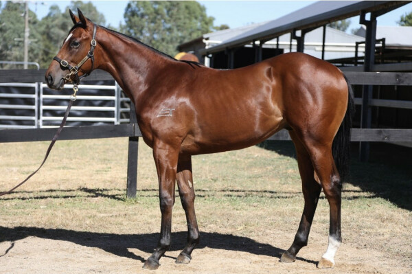 Lot 395: Saxon Warrior (JPN) / Purrpussful