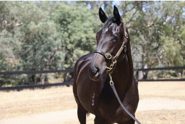 Lot 519: Harry Angel (IRE) / Tavivalley (NZ)