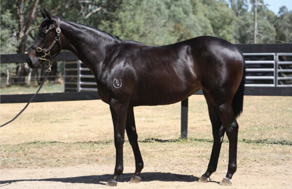 Lot 519: Harry Angel (IRE) / Tavivalley (NZ)