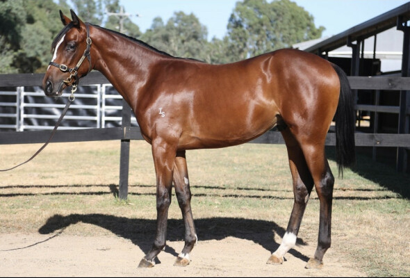 Lot 577: Russian Camelot (IRE) / Annadeel