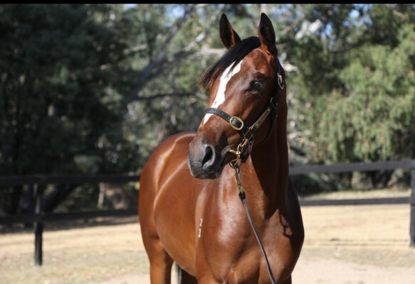 Lot 577: Russian Camelot (IRE) / Annadeel