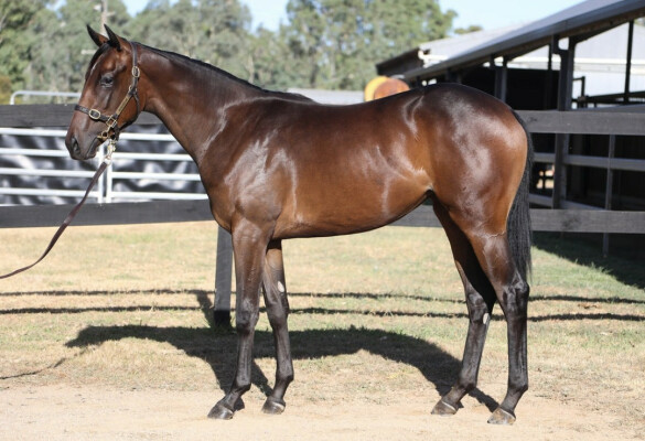 Lot 596: Shalaa (IRE) / Brooklet