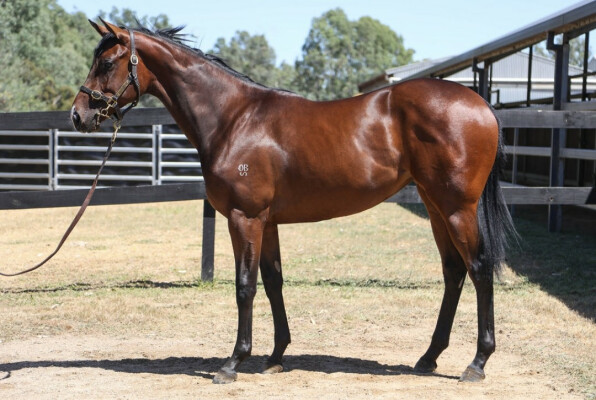 Lot 597: Doubtland / Bulahdelah Miss (NZ)