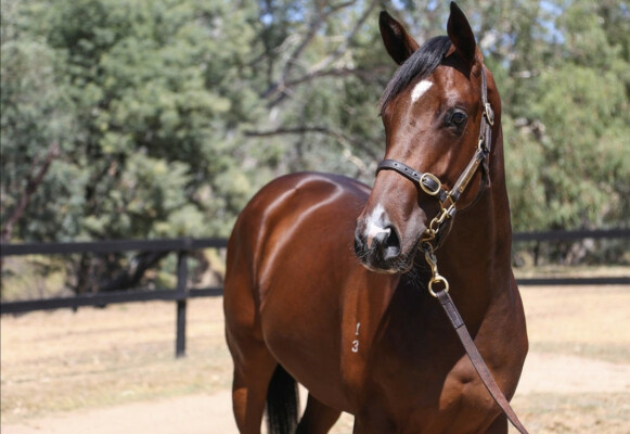 Lot 597: Doubtland / Bulahdelah Miss (NZ)
