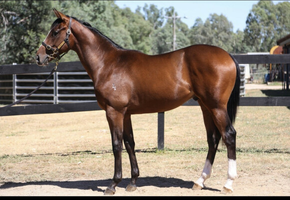 Lot 714: Magna Grecia (IRE) / Parthesia (NZ)