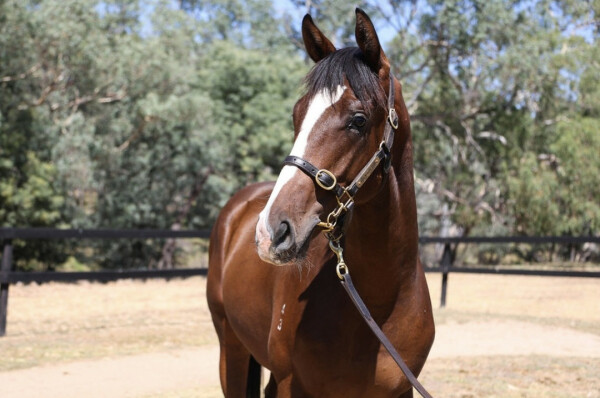 Lot 714: Magna Grecia (IRE) / Parthesia (NZ)