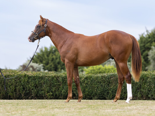 Lot 111: Russian Revolution / Consistency