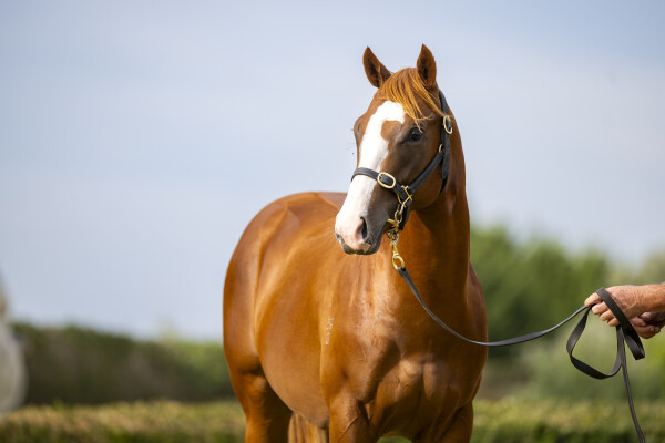 Lot 111: Russian Revolution / Consistency