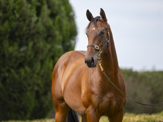 Lot 112: Hanseatic / Contrite Heart