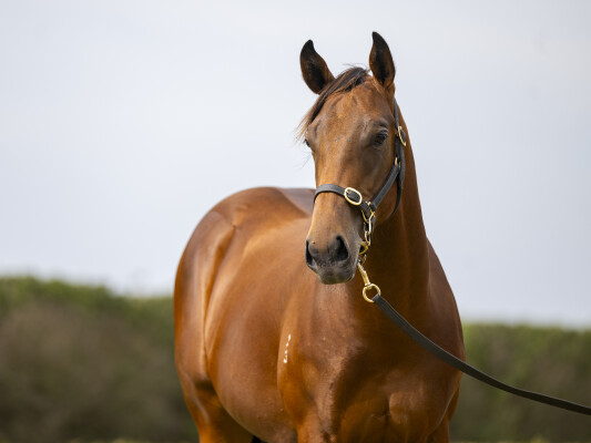 Lot 204: Doubtland / Hinchin Time