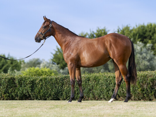 Lot 306: Bivouac / Marli Magic