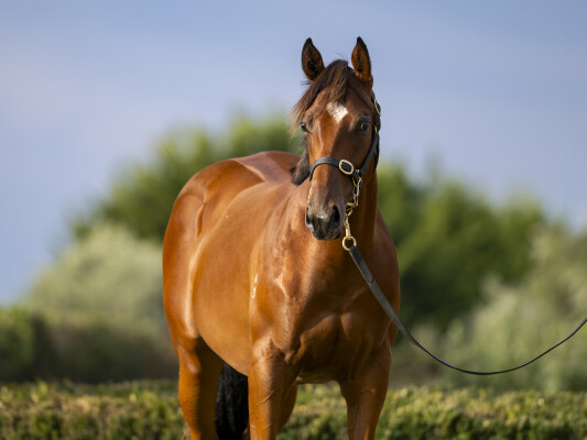 Lot 306: Bivouac / Marli Magic