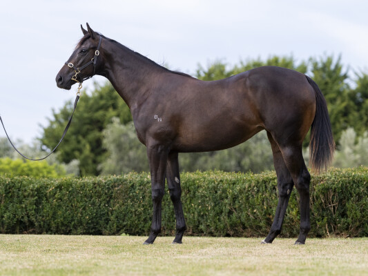 Lot 499: Maurice (JPN) / Strata Lady (NZ)