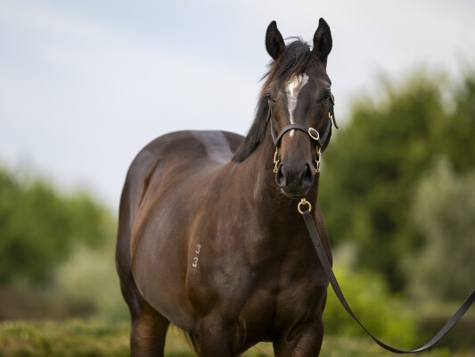 Lot 499: Maurice (JPN) / Strata Lady (NZ)