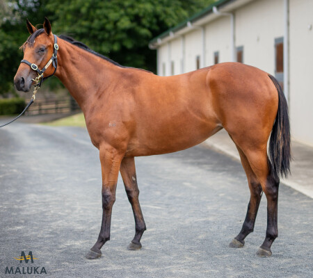 Lot 618: Written By / Darazani