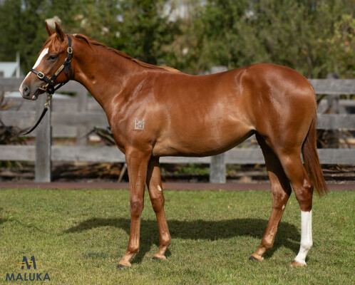 Lot 60: Castelvecchio / Bechuille