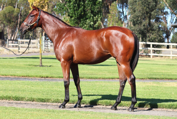 Lot 422: Hanseatic / Royal Filly