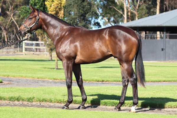 Lot 41: Starspangledbanner / Arabian Romance (IRE)