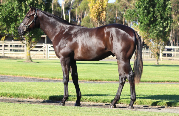 Lot 337: Hanseatic / More Radiant