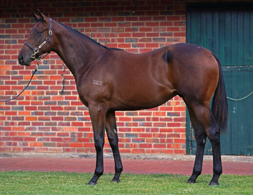 Lot 80: Palace Pier (GB) / Bralca's Gem