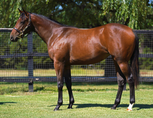 Lot 281: Mehmas (IRE) / Long Beach (FR)