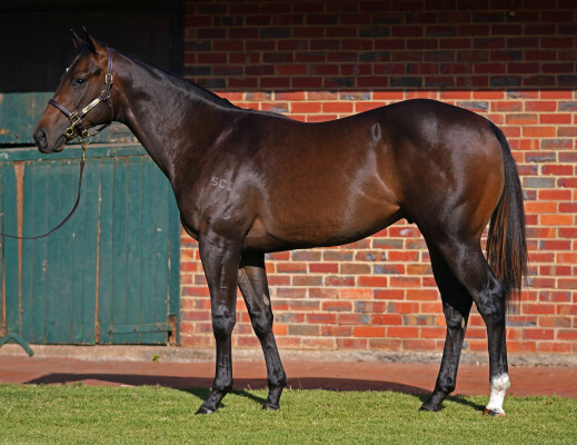 Lot 428: Mehmas (IRE) / Salmah (FR)