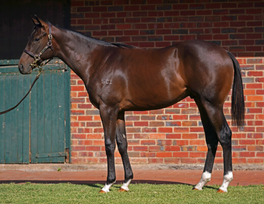 Lot 599: Wooded (IRE) / Calaway Cruizer
