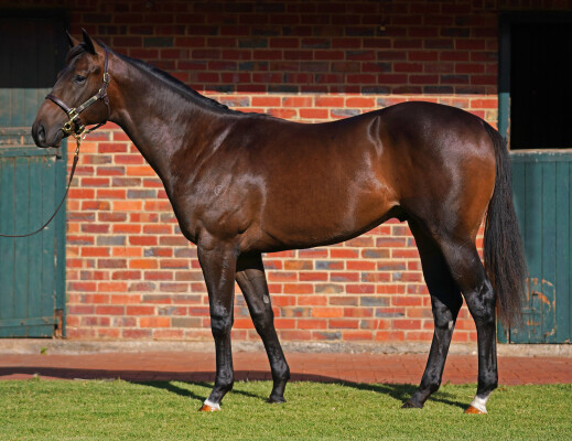 Lot 734: Russian Revolution / Romani Girl (NZ)