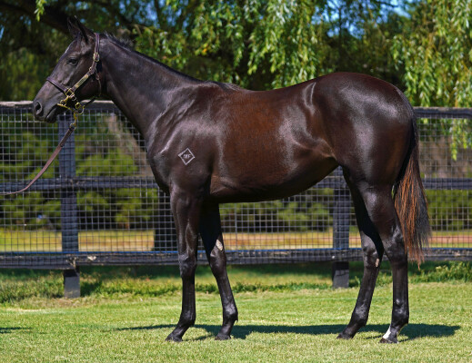 Lot 753: Royal Meeting (IRE) / Ship Of Dreams