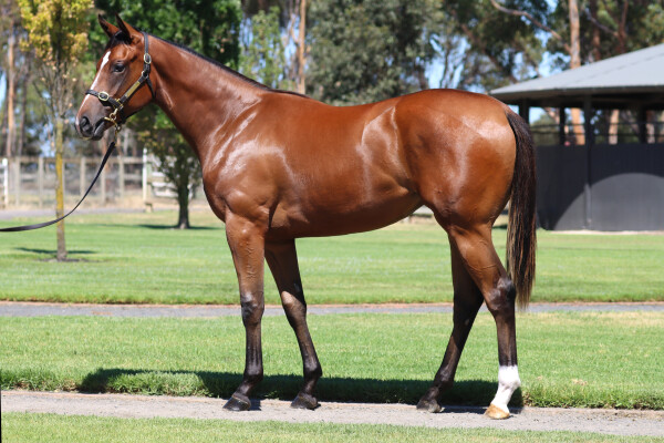 Lot 407: Bivouac / Reign (IRE)