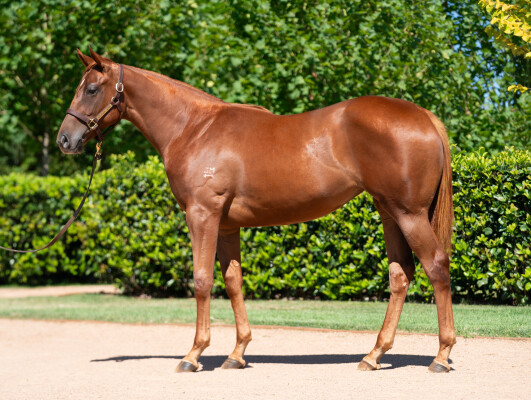 Lot 378: Zoustar / Perfect Gem (NZ)
