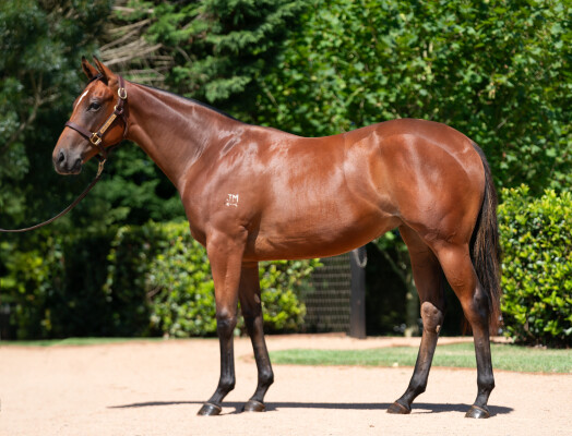 Lot 488: Stay Inside / Spectacle