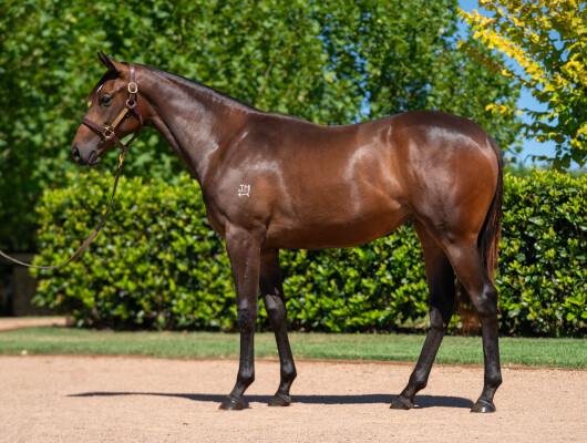 Lot 797: Bivouac / Well Done You