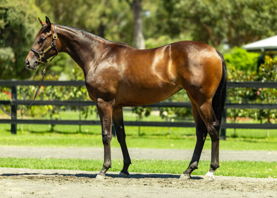 Lot 53: Written By / Awesome Planet